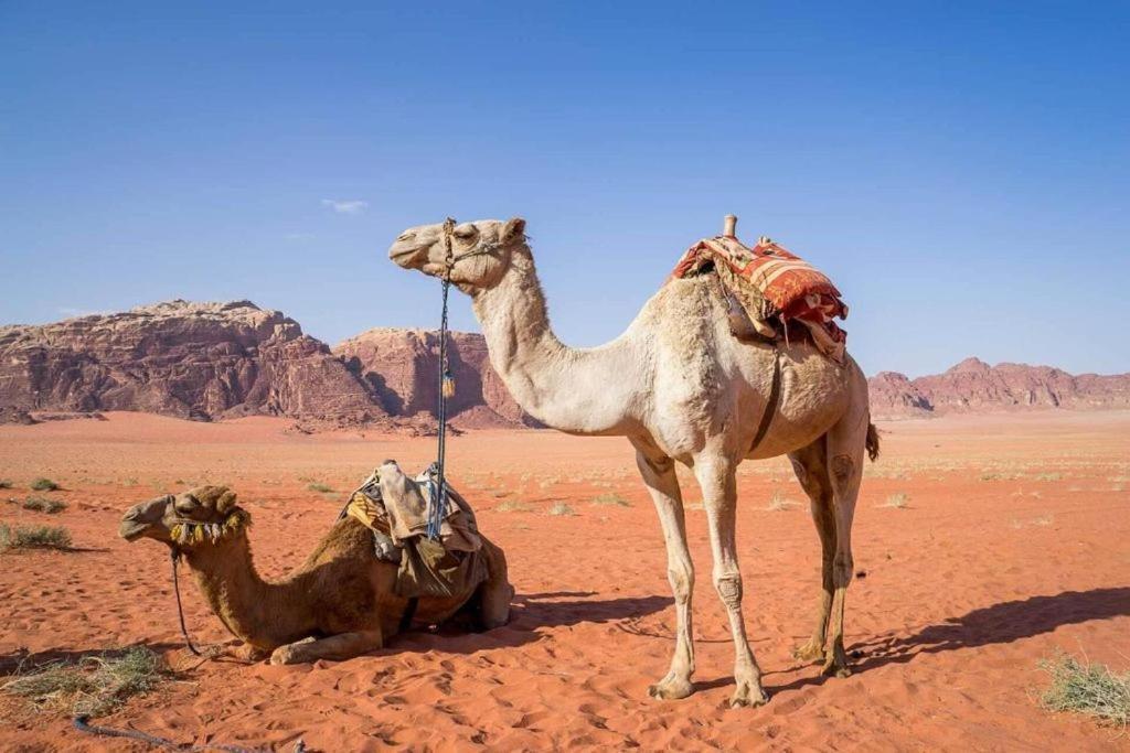 فندق Bedouins Life Camp العقبة المظهر الخارجي الصورة