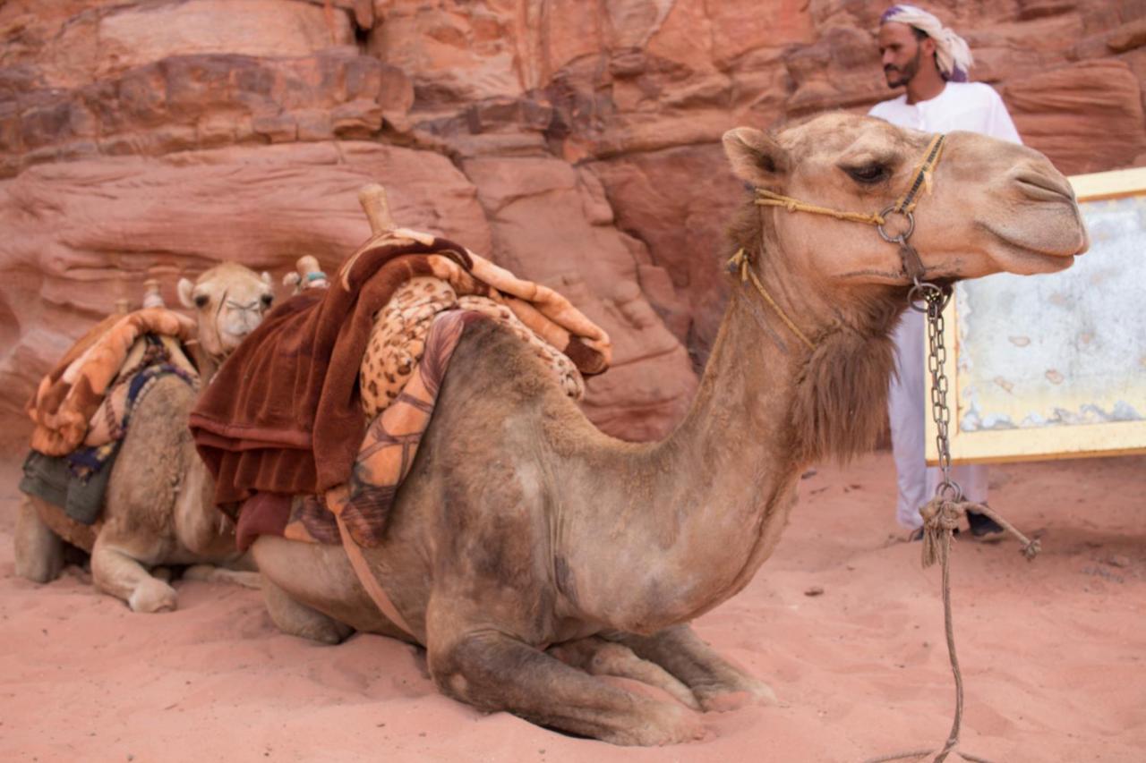 فندق Bedouins Life Camp العقبة المظهر الخارجي الصورة