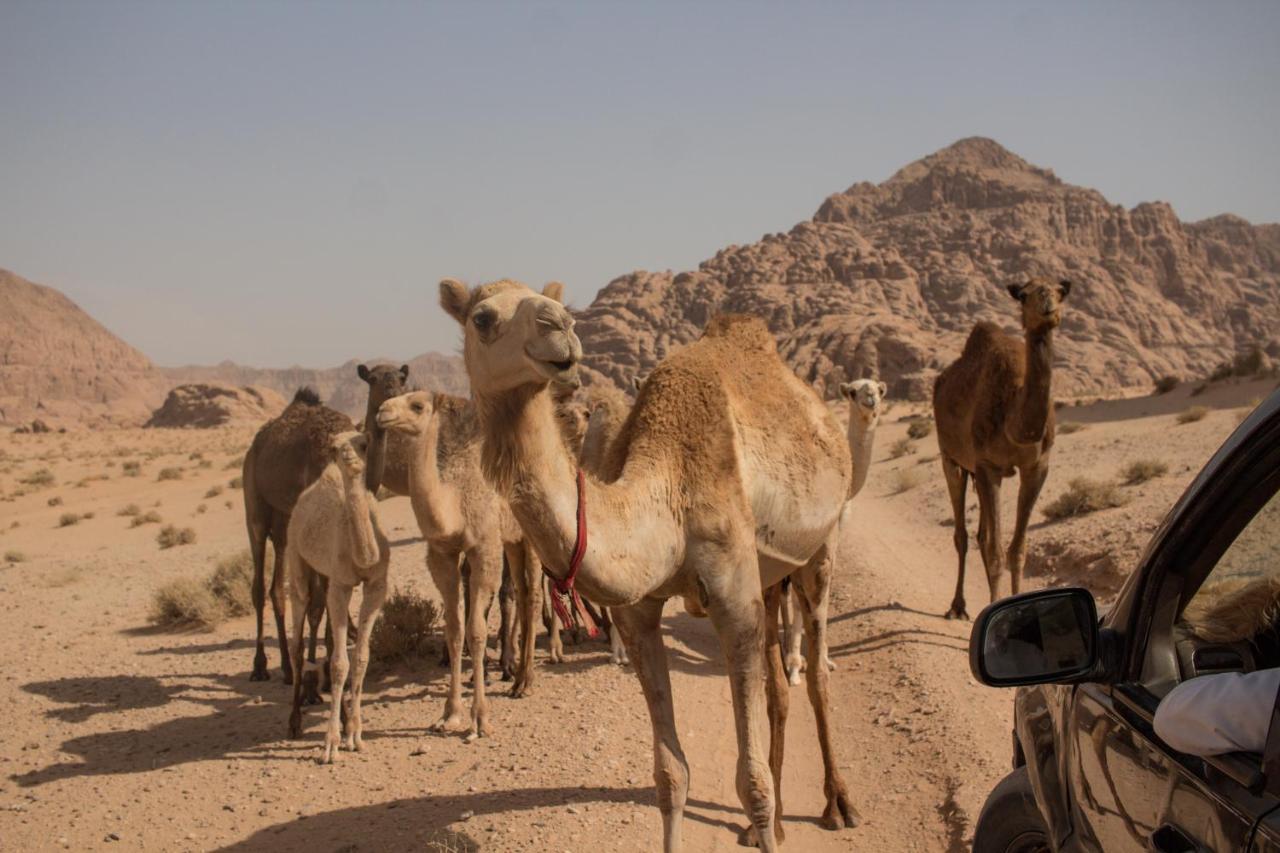 فندق Bedouins Life Camp العقبة المظهر الخارجي الصورة